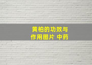 黄柏的功效与作用图片 中药